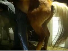 Horny fellow pecker blocks a horse 